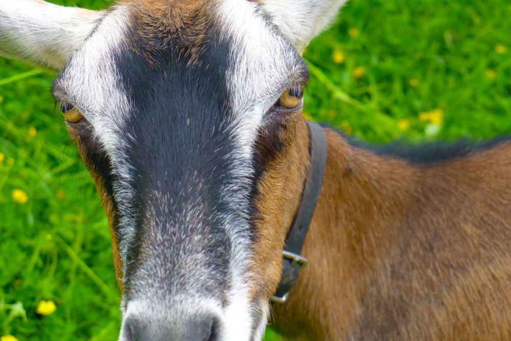 This pretty lady was a moment away from eating my camera