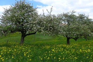 Cherry blossom and wildflower time