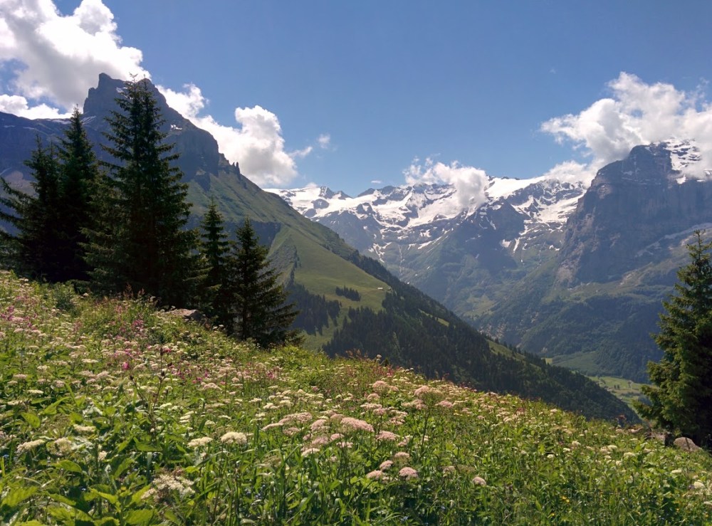 Brunni in high-alpine wildflower season. Cannot wait to come back...